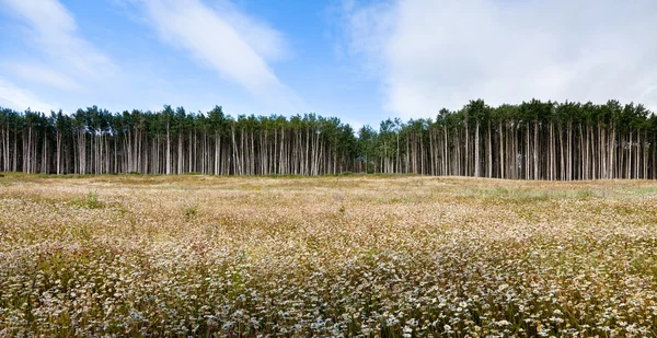 Aspen boom — Stockfoto