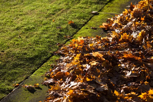 Feuilles jaunes et pelouse — Photo