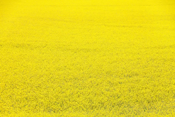 Fiore di colza gialla — Foto Stock