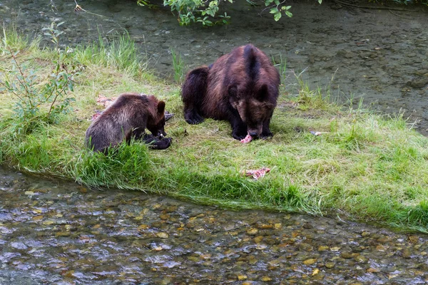 Orso grizzly Immagini Stock Royalty Free