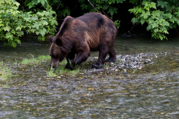 Orso grizzly — Foto Stock