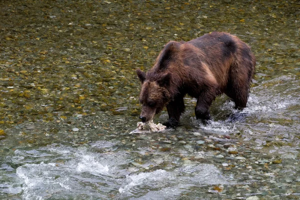 Medvěd grizzly — Stock fotografie