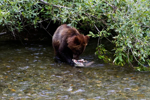 Medvědí mládě grizzly — Stock fotografie