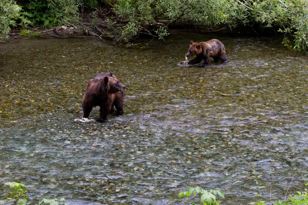 Orso grizzly — Foto Stock