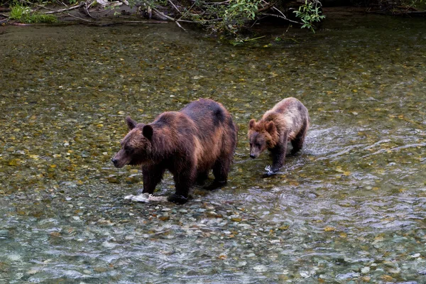 Niedźwiedź Grizzly — Zdjęcie stockowe