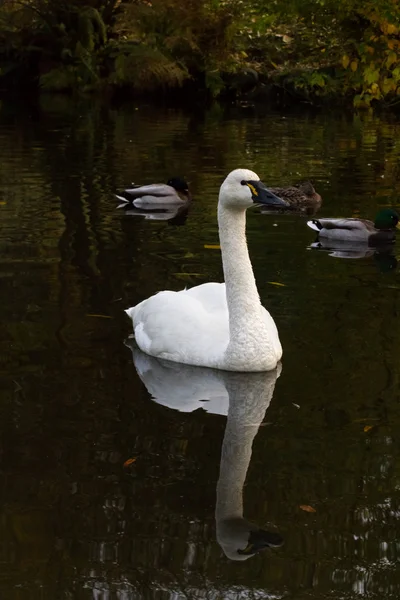 Tundra Swan — Stockfoto