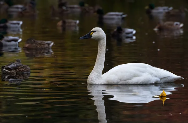 Tundraschwan — Stockfoto