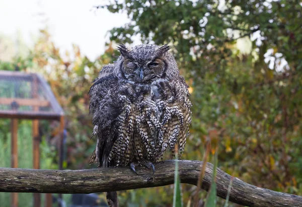 Great Horned Owl — Stockfoto