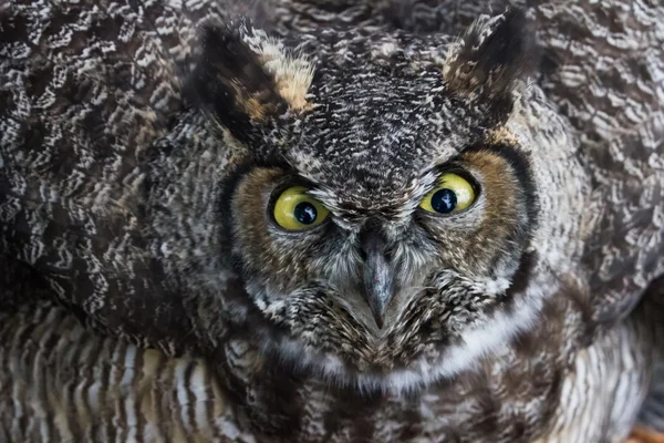 Great Horned Owl — Stockfoto