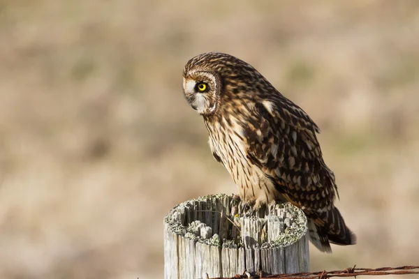 Short eared owl — Stockfoto