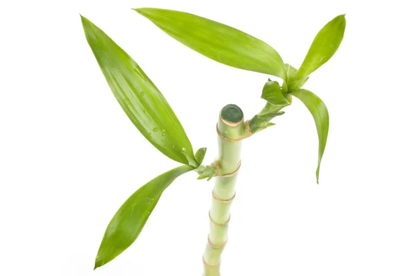 Bambu da sorte — Fotografia de Stock