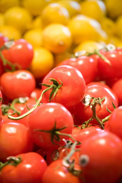 Tomaten — Stockfoto