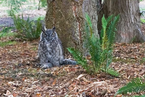 Great horned owl — Zdjęcie stockowe