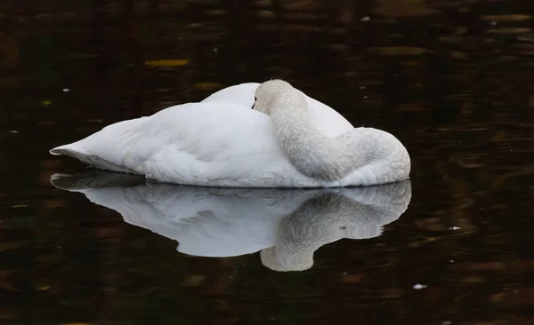 Toendra zwaan — Stockfoto