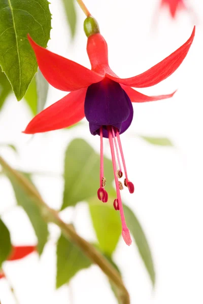 Blomst fra Fuschia – stockfoto