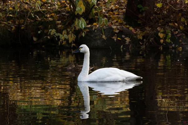 Cygne siffleur Photos De Stock Libres De Droits