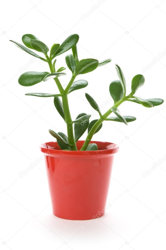 Jade Plant Stock Photo by ©Devon 34776779