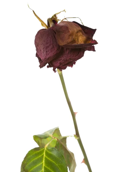 Mrtvá růže — Stock fotografie