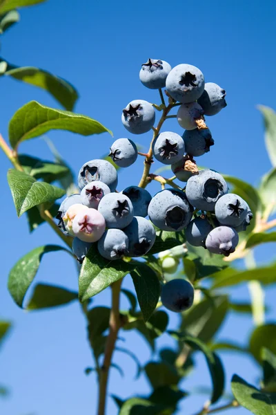 Blueberry tree — Stock Photo, Image