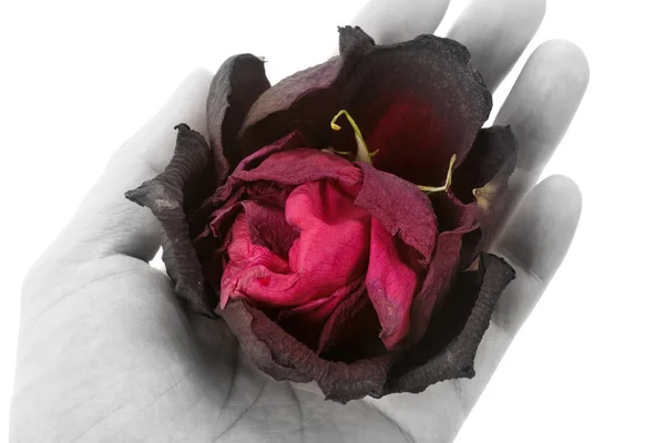 Dead rose — Stock Photo, Image