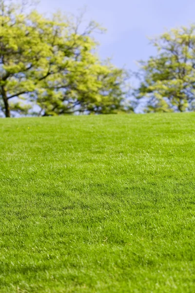 Césped verde y árbol — Foto de Stock