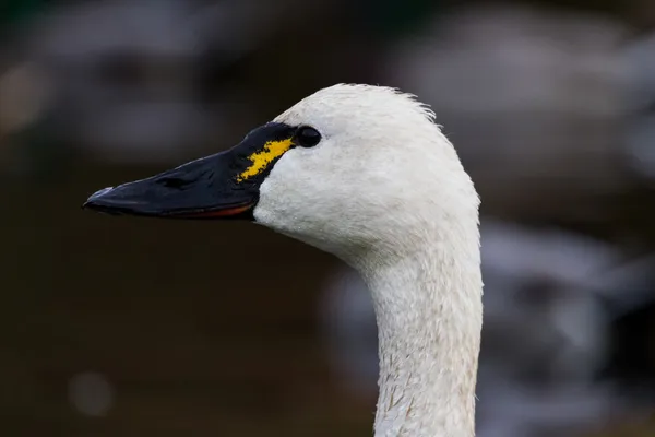 Cisne da tundra — Fotografia de Stock