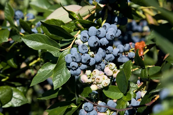 蓝莓树 — 图库照片