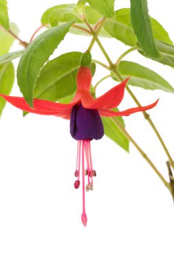 Fuschia flower clipart