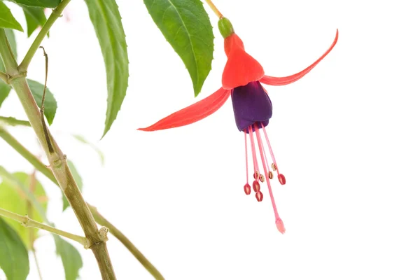 Fuschia flower Stock Photo