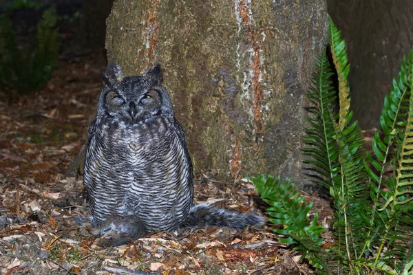 Great Horned Owl — Stockfoto