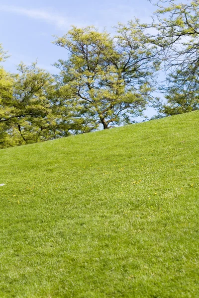 Groene gazon en boom — Stockfoto