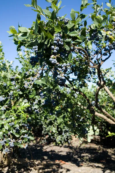 Blueberry boom — Stockfoto