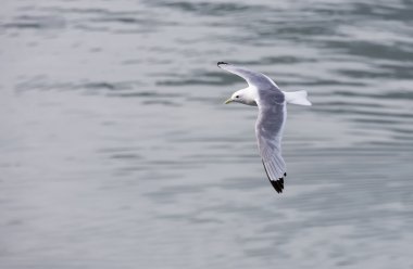 Kara bacaklı martı