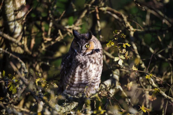 Gufo dalle orecchie lunghe — Foto Stock