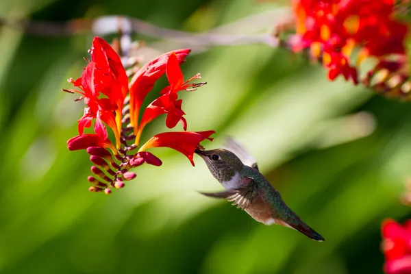 Roestige kolibrie — Stockfoto