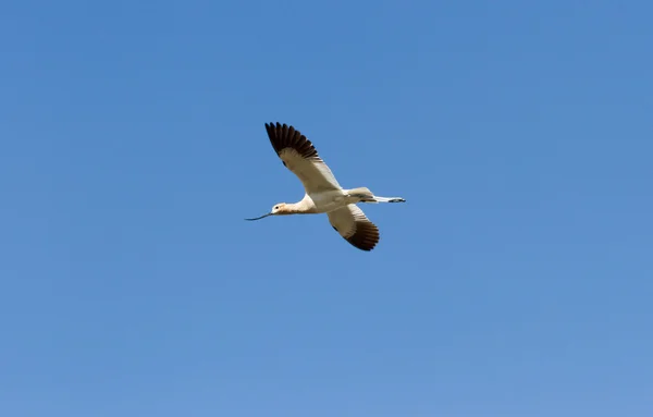 美国 avocet — 图库照片