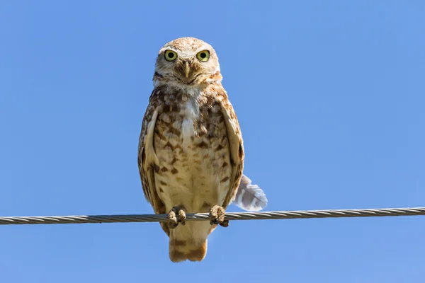 Erdkauz — Stockfoto