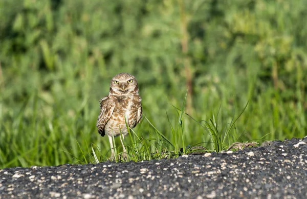 Burrowing Owl — Fotografie, imagine de stoc