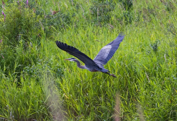 Gran Garza Azul —  Fotos de Stock