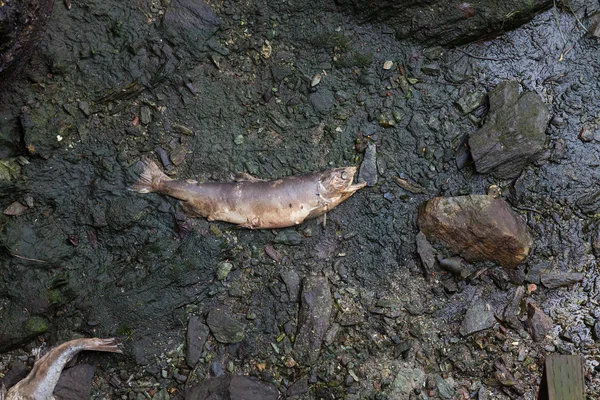 Мертвый лосось — стоковое фото