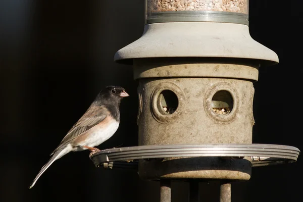 Junco de olhos escuros Fotografias De Stock Royalty-Free