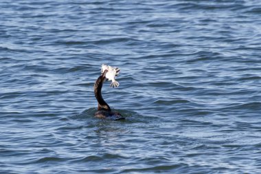 çift tepeli karabatak