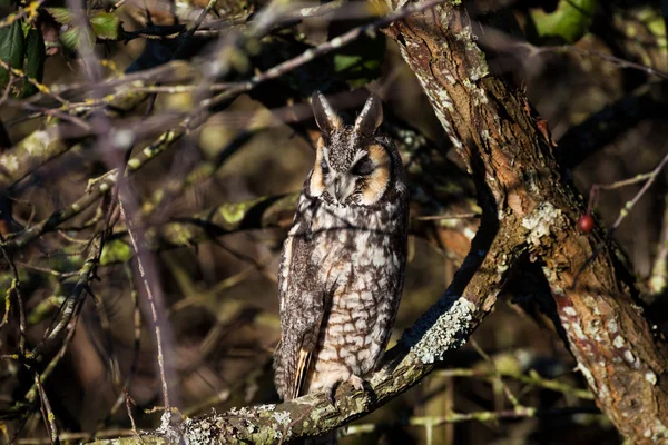 Uil met lange oren — Stockfoto