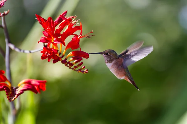 Rufous Hummingbird — Stock Photo, Image