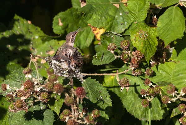 生锈的蜂鸟 — 图库照片