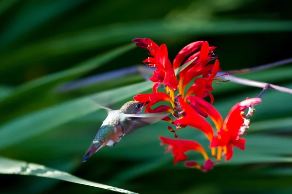 Rufsig kolibri — Stockfoto