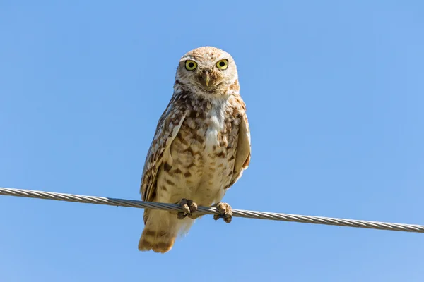 Burrowing Owl — Stock Photo, Image