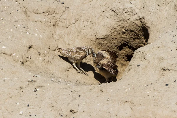 Burrowing Owl — Stock Photo, Image