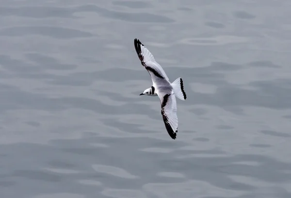 Kittiwake de pernas pretas — Fotografia de Stock