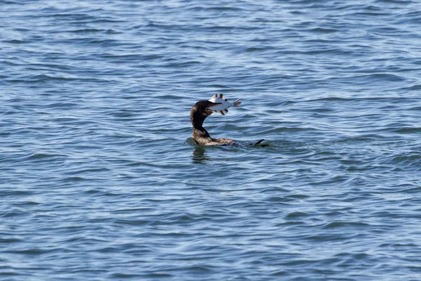 Dubbele crested Aalscholver — Stockfoto